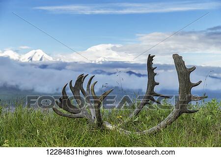 Caribou antlers on the tundra with Denali and the Alaska Range in the background, Denali National Park, Interior Alaska, summer View Large Photo Image Stock Photograph - Caribou antlers on the tundra with Denali and the Alaska Range in the background, Denali National Park, Interior Alaska, summer. Fotosearch