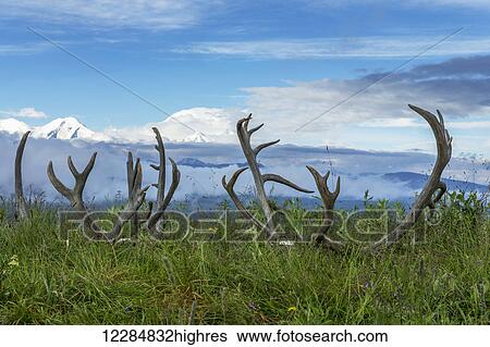 Stock Photograph - Caribou antlers on the tundra with Denali and the Alaska Range in the background, Denali National Park, Interior Alaska, summer. Fotosearch