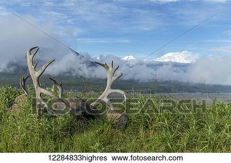 Stock Photograph - Caribou antlers on the tundra with Denali and the Alaska Range in the background, Denali National Park, Interior Alaska, summer. Fotosearch