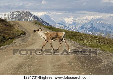 Caribou crossing the park road in autumn, Denali National Park, Interior Alaska, USA View Large Photo Image Stock Photograph - Caribou crossing the park road in autumn, Denali National Park, Interior Alaska, USA. Fotosearch