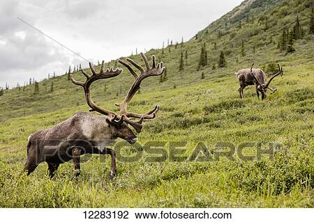 Caribou (Rangifer tarandus) forage along Savage River in Denali National Park in Interior Alaska, Summer. View Large Photo Image Stock Image - Caribou (Rangifer tarandus) forage along Savage River in Denali National Park in Interior Alaska, Summer.. Fotosearch