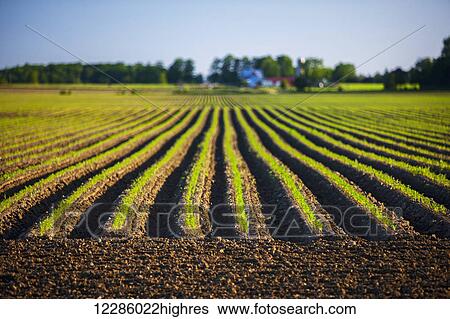 Carrot field; Bradford, Ontario, Canada View Large Photo Image Stock Photograph - Carrot field; Bradford, Ontario, Canada. Fotosearch