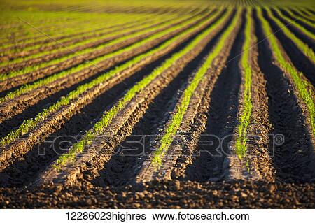 Stock Photograph - Carrot field; Bradford, Ontario, Canada. Fotosearch