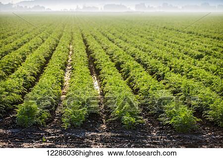 Stock Photograph - Carrot field, Hollard Marsh; Bradford, Ontario, Canada. Fotosearch