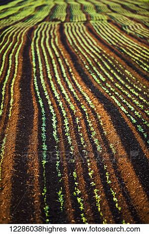 Stock Photograph - Carrot field, Hollard Marsh; Bradford, Ontario, Canada. Fotosearch