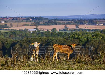 Stock Photograph - Cattle; Bradford, Ontario, Canada. Fotosearch