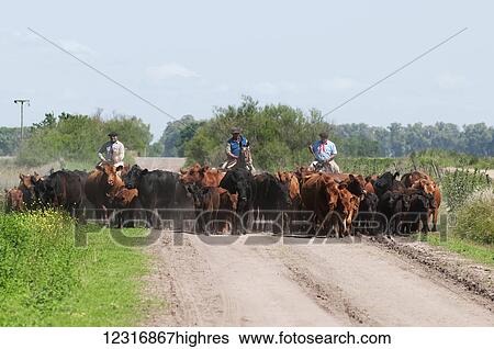 Cattle drive and gauchos; Argentina View Large Photo Image Stock Photograph - Cattle drive and gauchos; Argentina. Fotosearch