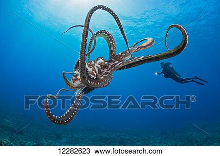 Cautious and curious at the same time, this day octopus (Octopus cyanea) keeps a close eye on the diver; Hawaii, United States of America View Large Photo Image Stock Image - Cautious and curious at the same time, this day octopus (Octopus cyanea) keeps a close eye on the diver; Hawaii, United States of America. Fotosearch