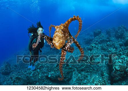Stock Photograph - Cautious and curious at the same time, this day octopus (Octopus cyanea) keeps a close eye on the diver; Hawaii, United States of America. Fotosearch