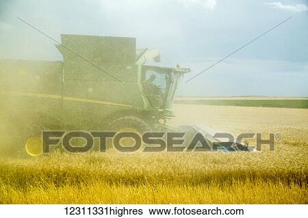 Chaff from the combine obscures view during wheat harvest; Paoli, Colorado, United States of America View Large Photo Image Stock Photograph - Chaff from the combine obscures view during wheat harvest; Paoli, Colorado, United States of America. Fotosearch