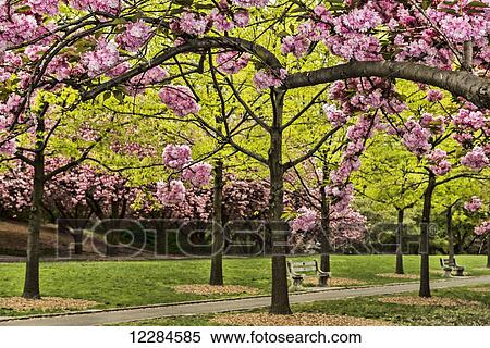 Cherry blossoms along Cherry Esplanade(prunus kanzan), Brooklyn Botanic Garden; Brooklyn, New York, United States of America View Large Photo Image Stock Photography - Cherry blossoms along Cherry Esplanade(prunus kanzan), Brooklyn Botanic Garden; Brooklyn, New York, United States of America. Fotosearch