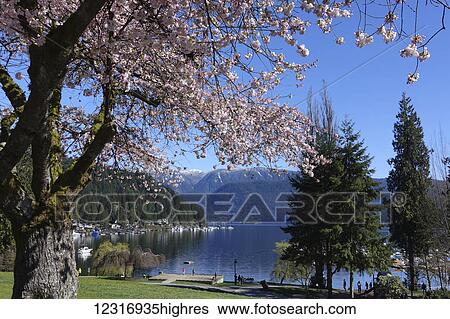 Stock Photograph - Cherry blossoms in Wickenden Park looking towards Deep Cove; North Vancouver, British Columbia, Canada. Fotosearch