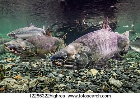 Chum Salmon (Oncorhynchus keta) spawning migration in an Alaskan stream during the summer. View Large Photo Image Stock Photograph - Chum Salmon (Oncorhynchus keta) spawning migration in an Alaskan stream during the summer.. Fotosearch
