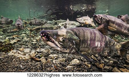Stock Photograph - Chum Salmon (Oncorhynchus keta) spawning migration in an Alaskan stream during the summer.. Fotosearch