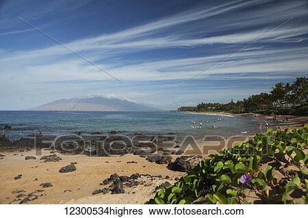 Cirrus clouds, Keawakapu Beach with indigenous Beach Morning Glory (Ipomoea pes-caprae) Pohuehue flowers and swimmers, Kihei and Wailea Beach with West Maui Mountains; Kihei, Maui, Hawaii, United States of America View Large Photo Image Stock Photograph - Cirrus clouds, Keawakapu Beach with indigenous Beach Morning Glory (Ipomoea pes-caprae) Pohuehue flowers and swimmers, Kihei and Wailea Beach with West Maui Mountains; Kihei, Maui, Hawaii, United States of America. Fotosearch