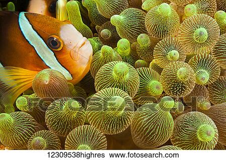 Stock Photograph - Clark's anemonefish (Amphiprion clarkii) in sea anemone (Entacmaea quadricolor); Komodo, Indonesia. Fotosearch