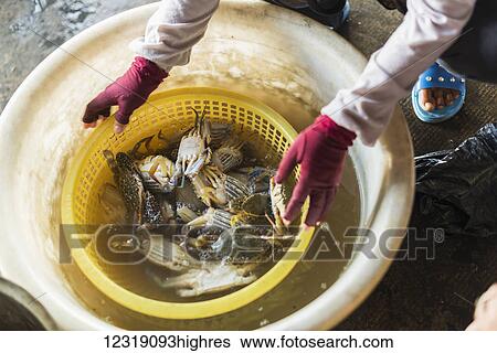 Stock Photograph - Cleaning crab in a large pail of water, local life in the famous crab market; Kep, Cambodia. Fotosearch