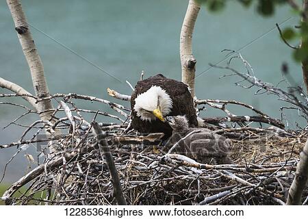 Close up of a Bald Eagle with chicks nesting, Yukon Territory, Canada View Large Photo Image Stock Photograph - Close up of a Bald Eagle with chicks nesting, Yukon Territory, Canada. Fotosearch