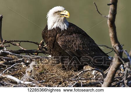 Close up of a Bald Eagle with chicks nesting, Yukon Territory, Canada View Large Photo Image Stock Photograph - Close up of a Bald Eagle with chicks nesting, Yukon Territory, Canada. Fotosearch