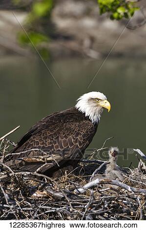 Stock Photograph - Close up of a Bald Eagle with chicks nesting, Yukon Territory, Canada. Fotosearch