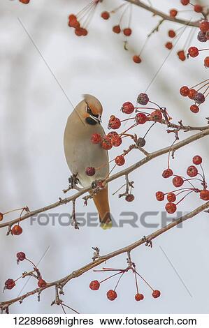 Close up of a Bohemian Waxwing with mouth open feeding on Mountain Ash berries in Anchorage, Southcentral Alaska, winter View Large Photo Image Stock Photograph - Close up of a Bohemian Waxwing with mouth open feeding on Mountain Ash berries in Anchorage, Southcentral Alaska, winter. Fotosearch