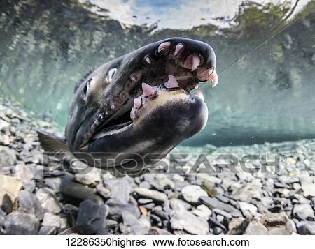 Stock Photograph - Close up of a male Chum Salmon (Oncorhynchus keta) with long teeth in an underwater view in an Alaskan stream during summer. Fotosearch