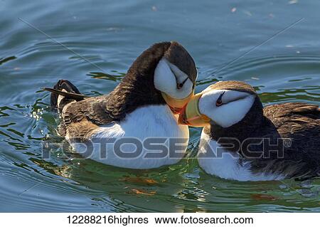 Stock Photograph - Close up of a pair of Horned Puffins being affectionate, Kodiak, Southwest Alaska. Fotosearch