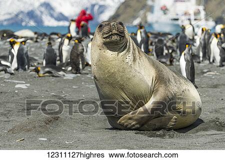 Stock Photograph - Close up of a seal on the shore with a colony of king penguins (Aptenodytes patagonicus) in the background; Antarctica. Fotosearch