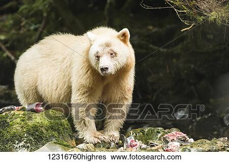 Close up of a Spirit Bear, Great Bear Rainforest, British Columbia, Canada View Large Photo Image Stock Photograph - Close up of a Spirit Bear, Great Bear Rainforest, British Columbia, Canada. Fotosearch