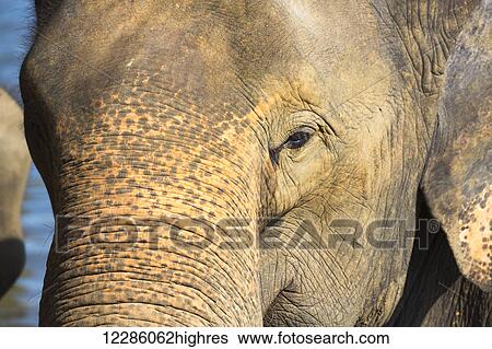 Stock Photograph - Close up of a Sri Lankan elephant (Elephas maximus); Pinnawala village, Sri Lanka. Fotosearch