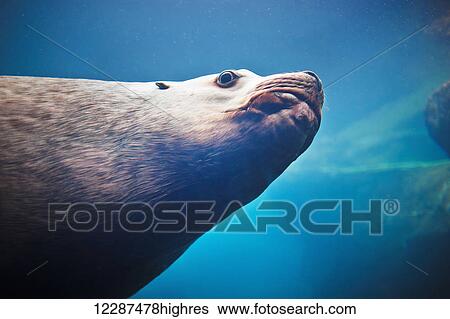 Stock Photograph - Close up of a Steller Sea (Eumetopias jubatus) lion in a tank at the Alaska Sealife Center, Seward, Southcentral Alaska. Fotosearch
