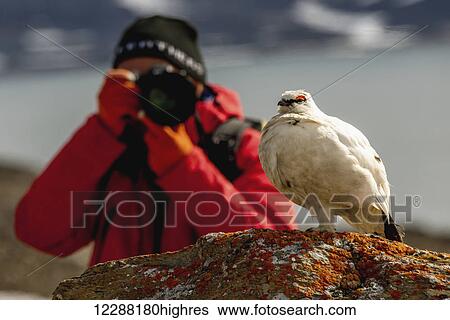Stock Photograph - Close up of a white ptarmigan (Lagopus) perched on a rock with a blurred photographer in a red jacket taking a picture of it with a long lens in the background; Spitsbergen, Svalbard, Norway. Fotosearch