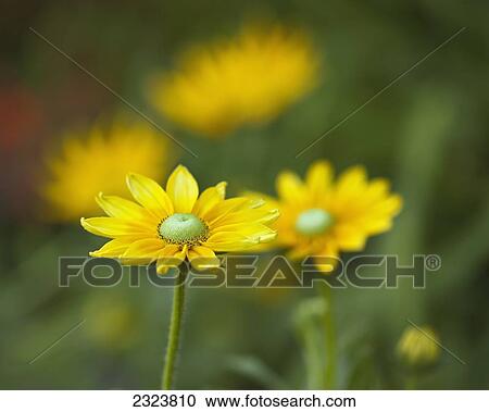 Stock Image - Close-up of black-eyed Susan flowers in Assiniboine Park; Winnipeg, Manitoba, Canada. Fotosearch