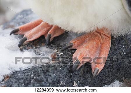 Close up of feet of Gentoo Penguin (Pygoscelis papua) at Port Lockroy, Antarctic Peninsula; Antarctica View Large Photo Image Stock Photo - Close up of feet of Gentoo Penguin (Pygoscelis papua) at Port Lockroy, Antarctic Peninsula; Antarctica. Fotosearch