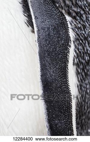 Close up of Gentoo Penguin (Pygoscelis papua) at Port Lockroy, Antarctic Peninsula; Antarctica View Large Photo Image Stock Image - Close up of Gentoo Penguin (Pygoscelis papua) at Port Lockroy, Antarctic Peninsula; Antarctica. Fotosearch