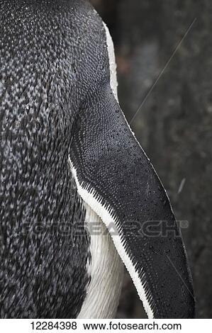 Close up of Gentoo Penguin (Pygoscelis papua) at Port Lockroy, Antarctic Peninsula; Antarctica View Large Photo Image Stock Photo - Close up of Gentoo Penguin (Pygoscelis papua) at Port Lockroy, Antarctic Peninsula; Antarctica. Fotosearch