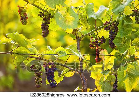 Stock Photograph - Close up of grapes growing on a vine; Orangeville, Ontario, Canada. Fotosearch