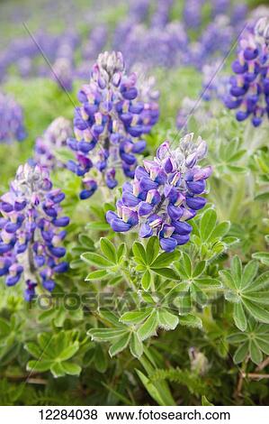 Close up of lupine, St. Paul Island, Southwestern Alaska, USA, Summer View Large Photo Image Stock Photo - Close up of lupine, St. Paul Island, Southwestern Alaska, USA, Summer. Fotosearch