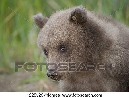 Stock Photograph - Close up of portrait of Brown bear cub in Bristol Bay, Southwest Alaska, Summer. Fotosearch