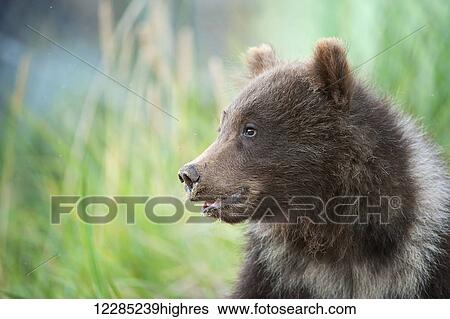 Stock Photograph - Close up of portrait of Brown bear cub in Bristol Bay, Southwest Alaska, Summer. Fotosearch