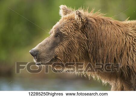 Stock Photograph - Close up of portrait of Brown bear in Bristol Bay, Southwest Alaska, Summer. Fotosearch