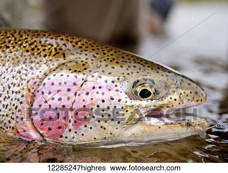 Stock Photograph - Close up of trout catch, Bristol Bay, Southwest Alaska, Summer. Fotosearch