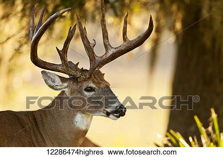 Stock Photograph - Close up of White-tailed buck deer (Odocoileus virginianus); Florida, United States of America. Fotosearch