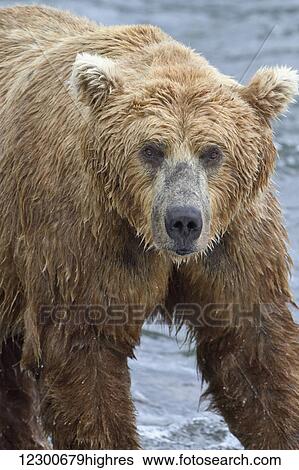 Stock Photograph - Close up portrait of a Brown bear (Ursus Arctos) standing in Brooks River, Katmai National Park and Preserve, Southwest Alaska. Fotosearch
