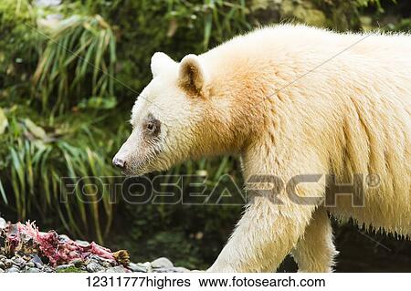 Stock Photograph - Close up profile of a Spirit bear in the Great Bear Rain forest, Gribbell Island, British Columbia, Canada. Fotosearch