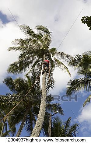 Coconuts being harvested, Waimanalo Beach; Waimanalo, Oahu, Hawaii, United States of America View Large Photo Image Stock Photograph - Coconuts being harvested, Waimanalo Beach; Waimanalo, Oahu, Hawaii, United States of America. Fotosearch
