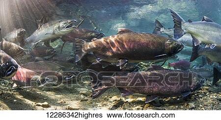 Stock Photograph - Coho Salmon (Oncorhynchus keta) at various stages of final maturation alongside late Sockeye Salmon (O. nerka) in an Alaskan stream during autumn.. Fotosearch