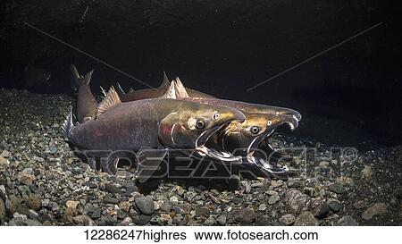 Stock Photograph - Coho Salmon (Oncorhynchus kisutch) in the act of spawning in an Alaska stream during autumn.. Fotosearch