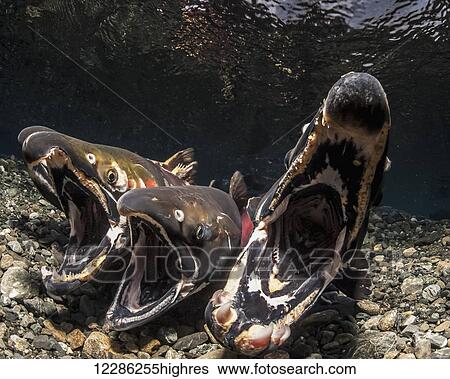 Stock Photograph - Coho Salmon (Oncorhynchus kisutch) in the act of spawning in an Alaska stream during autumn.. Fotosearch