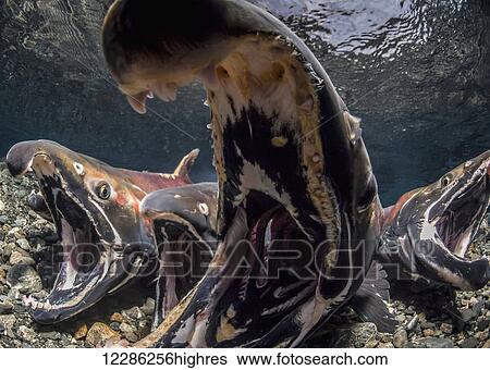 Stock Photograph - Coho Salmon (Oncorhynchus kisutch) in the act of spawning in an Alaska stream during autumn.. Fotosearch